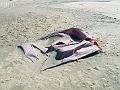 2004-08 Céline Camargue 007
